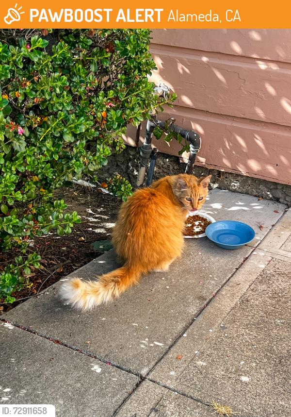 Found/Stray Unknown Cat last seen Clinton Ave (cross streets Willow and Walnut), Alameda, CA 94501