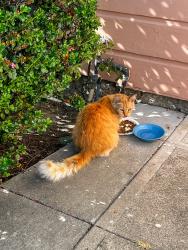 Found/Stray Unknown Cat last seen Clinton Ave (cross streets Willow and Walnut), Alameda, CA 94501