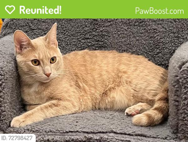 Reunited Female Cat last seen Aberdeen Rd, Mission Hills, KS 66208