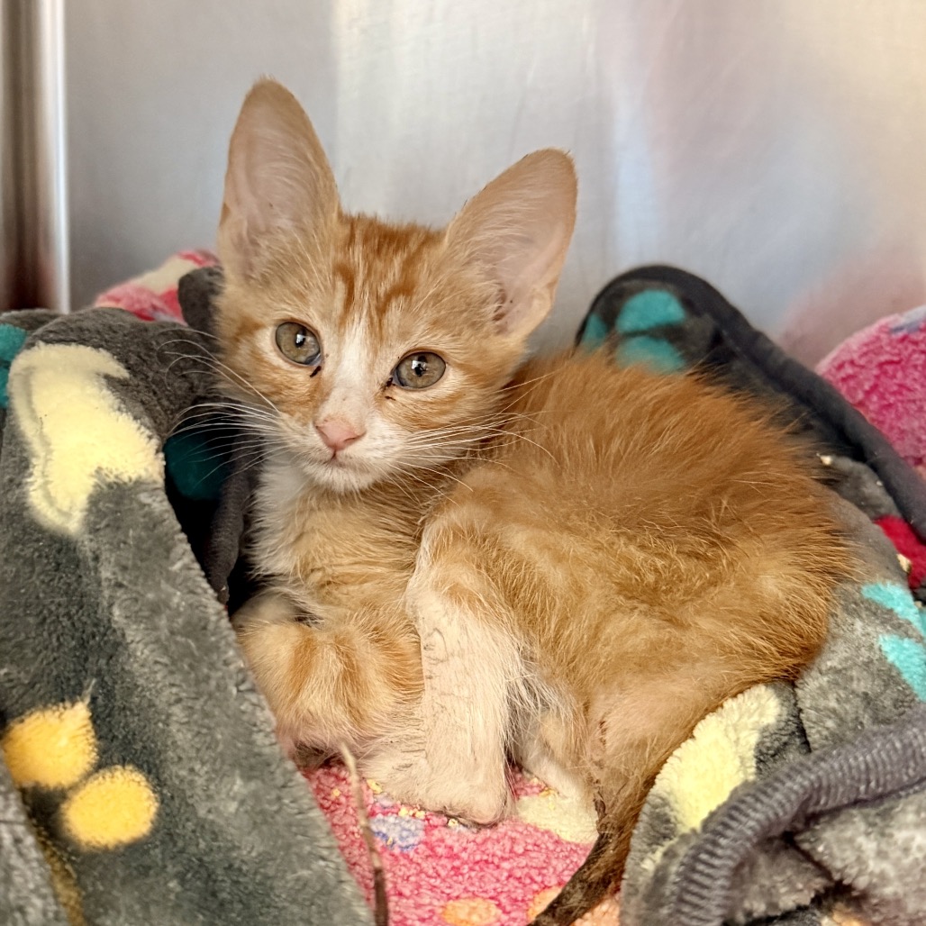 Shelter Stray Male Cat last seen , Palm Springs, CA 92264