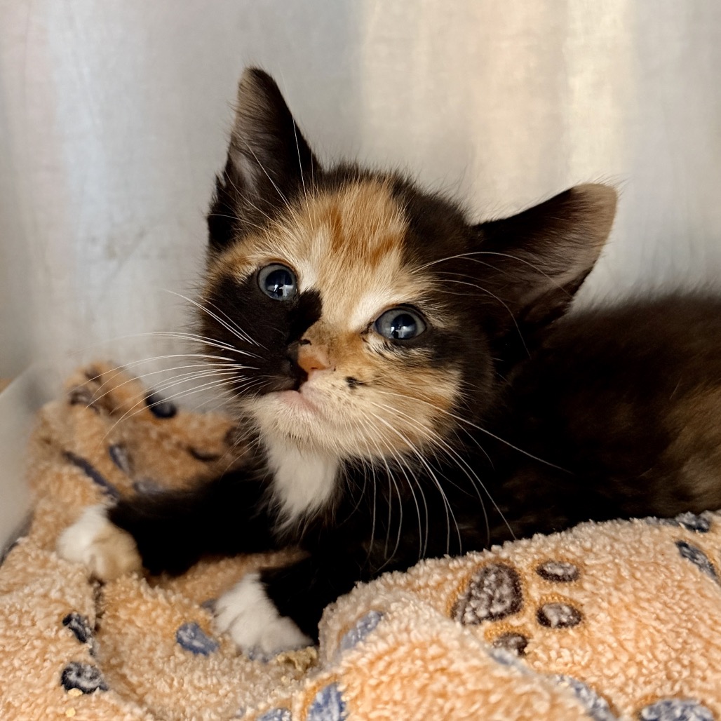 Shelter Stray Female Cat last seen , Palm Springs, CA 92264