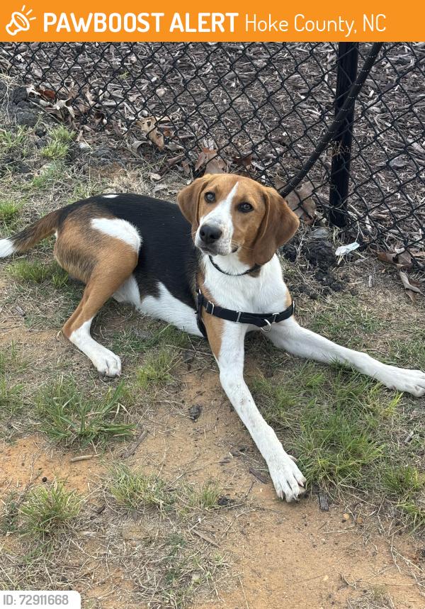 Found/Stray Male Dog last seen Dog park at wayside apmts, Hoke County, NC 28376