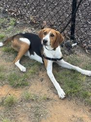 Found/Stray Male Dog last seen Dog park at wayside apmts, Hoke County, NC 28376