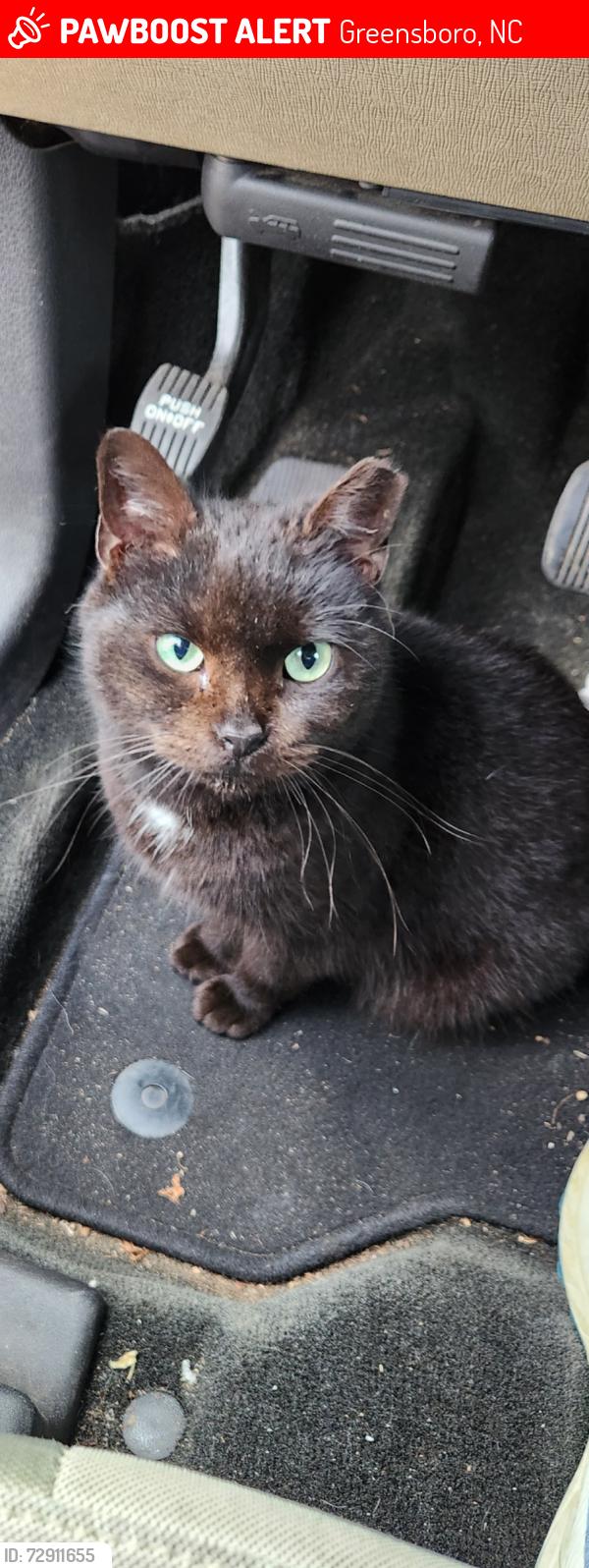 Lost Male Cat last seen Near Meadowland Ter , Greensboro, NC 27406