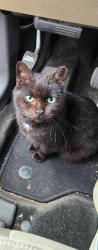 Lost Male Cat last seen Near Meadowland Ter , Greensboro, NC 27406