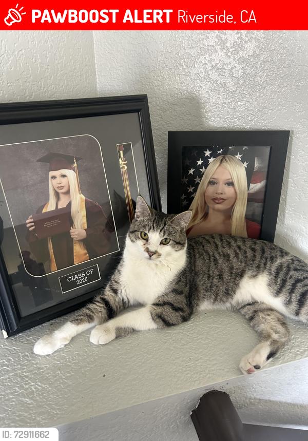 Lost Male Cat last seen Fairhaven Dr, Riverside, CA 92505
