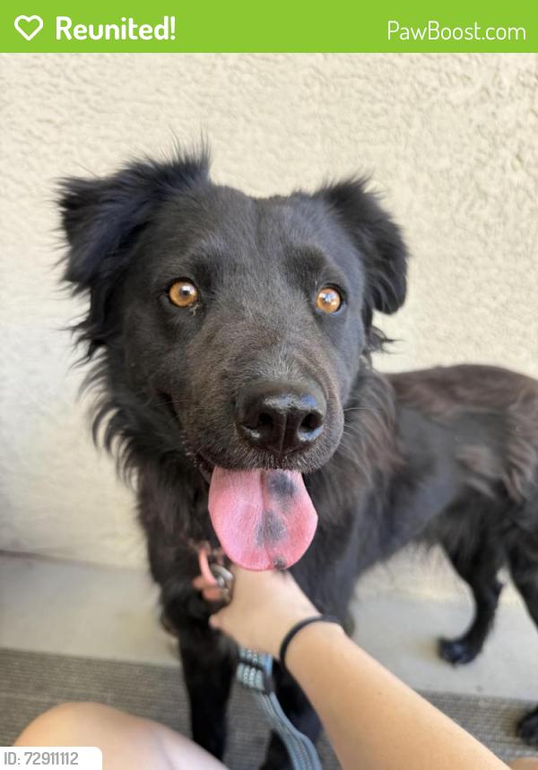 Reunited Female Dog last seen Atrisco Vista Blvd SW & Central Ave, Albuquerque, NM 87121