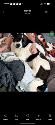 Reunited Female Dog last seen Walnut Street / Church Street, Bonaire, GA 31005
