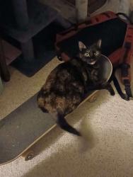 Lost Female Cat last seen On 103rd Ave in front of the South Golf Course, Sun City, AZ 85351