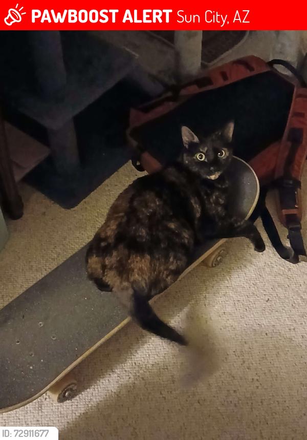 Lost Female Cat last seen On 103rd Ave in front of the South Golf Course, Sun City, AZ 85351