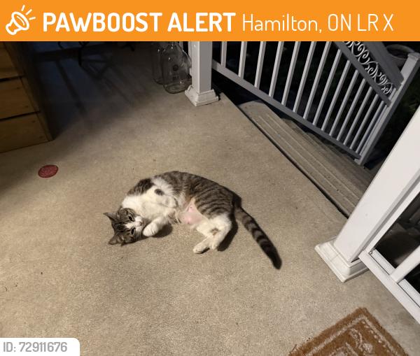 Found/Stray Female Cat last seen York and Strathcona, Hamilton, ON L8R 1X2