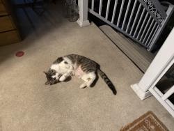 Found/Stray Female Cat last seen York and Strathcona, Hamilton, ON L8R 1X2