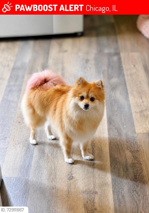 Lost Female Dog last seen Near w Fullerton ave, Chicago, IL 60647