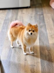 Lost Female Dog last seen Near w Fullerton ave, Chicago, IL 60647
