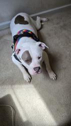 Reunited Female Dog last seen Murphy's , Greensboro, NC 27406