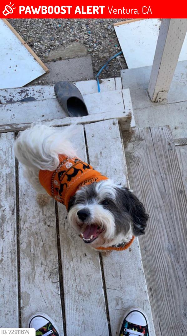 Lost Male Dog last seen Kellogg Park, Ventura, California Avenue, Ventura, CA 93001