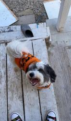 Lost Male Dog last seen Kellogg Park, Ventura, California Avenue, Ventura, CA 93001