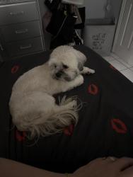 Reunited Female Dog last seen En mi condominio, Hialeah, FL 33012