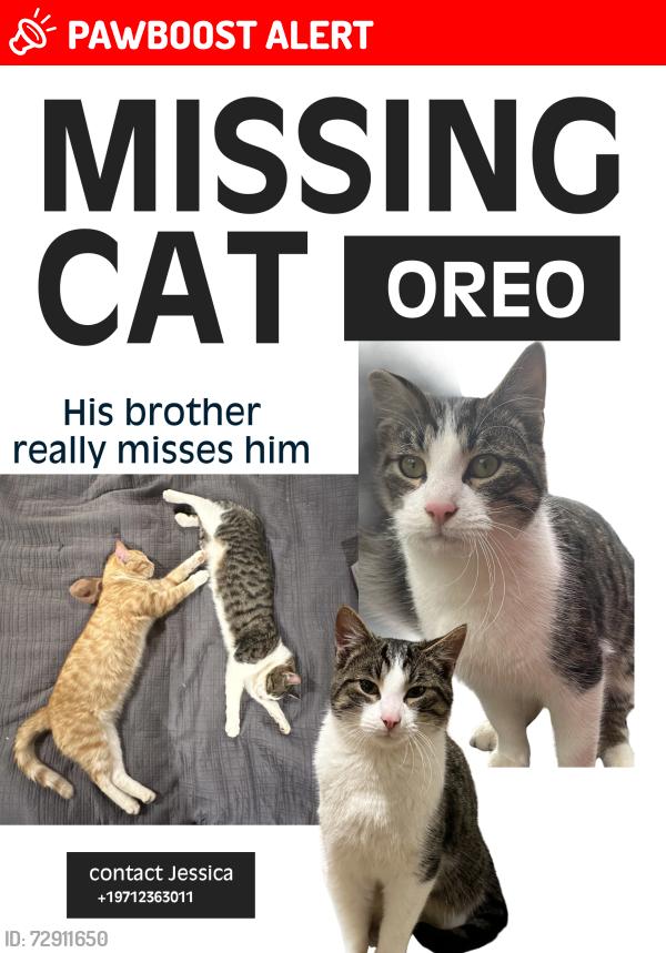 Lost Male Cat last seen Se coupland rd and surface street, Clackamas County, OR 97023