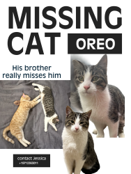 Lost Male Cat last seen Se coupland rd and surface street, Clackamas County, OR 97023
