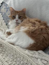 Reunited Male Cat last seen North Hollywood - Between Stagg and Lull on Rhodes (Whitsett and Laurel Canyon are the major streets), Los Angeles, CA 91605