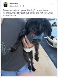 Found/Stray Male Dog last seen Dog found Yamato and 2nd Ave Boca Raton Blvd, Boca Raton, FL 33431