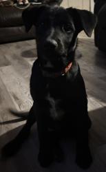 Reunited Male Dog last seen Highsaw street Seguin Texas , Seguin, TX 78155