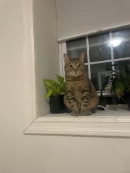 Reunited Male Cat last seen Ciccarone Park, The Bronx, NY 10458