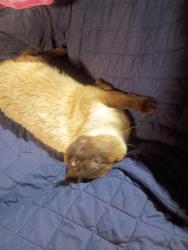 Lost Male Cat last seen Eaton and Jessica drive, Terre Haute, IN 47802