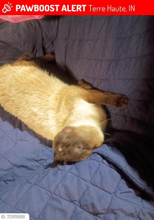 Lost Male Cat last seen Eaton and Jessica drive, Terre Haute, IN 47802