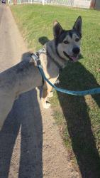 Found/Stray Male Dog last seen Alturas/ columbus , Bakersfield, CA 93305