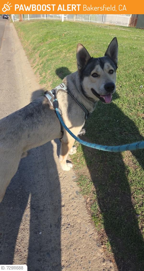 Found/Stray Male Dog last seen Alturas/ columbus , Bakersfield, CA 93305