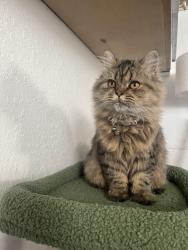 Lost Female Cat last seen Workman mill and Cambray, Whittier, CA 90601