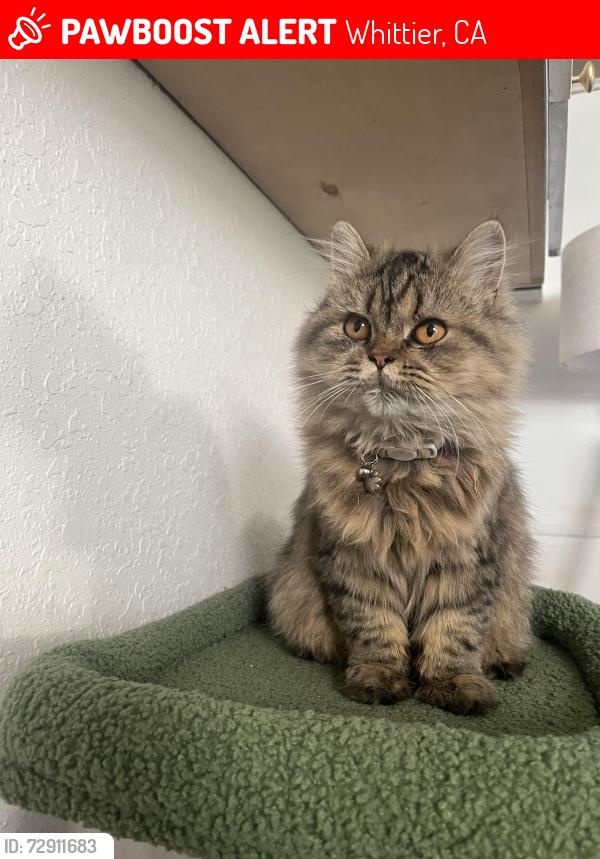 Lost Female Cat last seen Workman mill and Cambray, Whittier, CA 90601