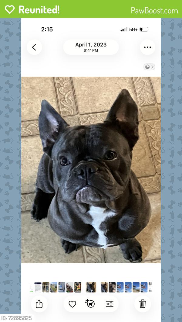 Reunited Male Dog last seen Gap PA , Gap, PA 17527