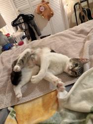 Reunited Female Cat last seen Collier, San Leandro, CA 94577