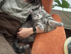 Reunited Female Cat last seen Near Gettysburg, Irvine, CA 92620, USA, Irvine, CA 92620