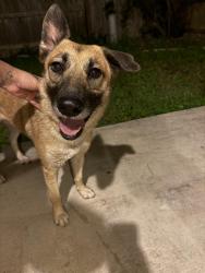 Reunited Female Dog last seen Braun and Bandera , San Antonio, TX 78254