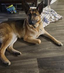 Found/Stray Male Dog last seen Windward and Masters Way, Ascent apmts, Alpharetta, GA 30005