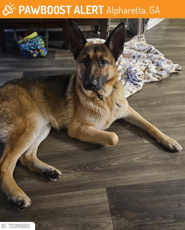 Found/Stray Male Dog last seen Windward and Masters Way, Ascent apmts, Alpharetta, GA 30005