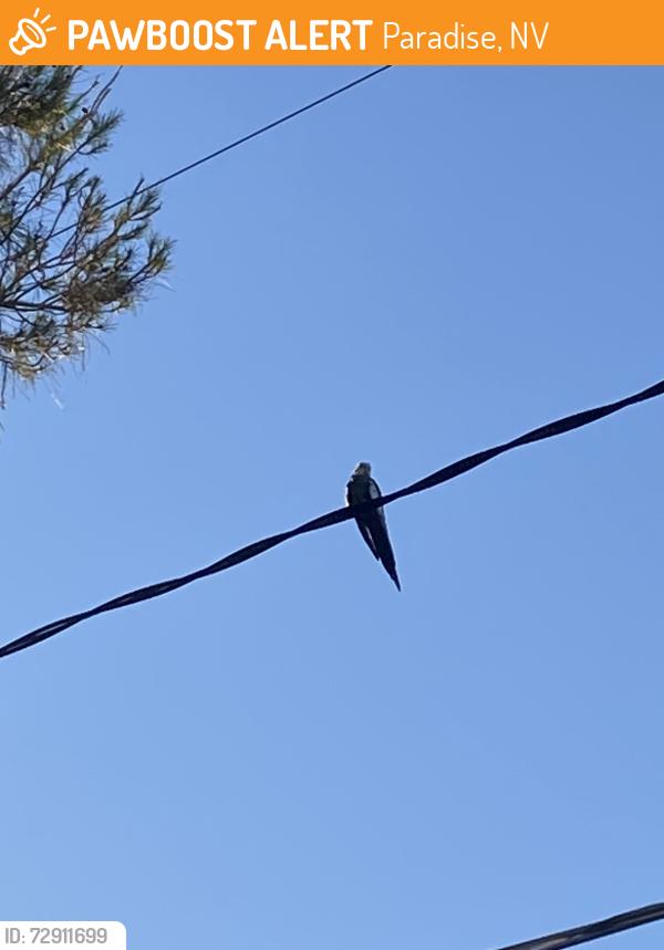 Found/Stray Unknown Bird last seen commanche circle , Paradise, NV 89169