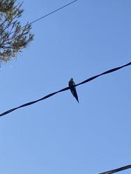 Found/Stray Unknown Bird last seen commanche circle , Paradise, NV 89169