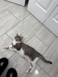 Lost Male Cat last seen Richard’s creek community church area , Wake Forest, NC 27587