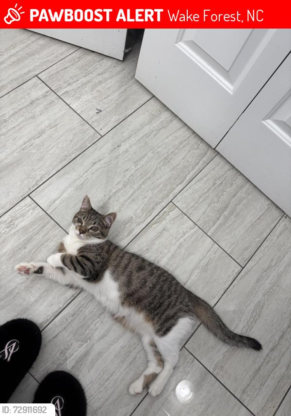 Lost Male Cat last seen Richard’s creek community church area , Wake Forest, NC 27587