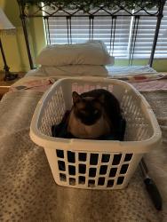 Reunited Male Cat last seen Orangewood Dr. and Citrus Ave, Dunedin, FL 34698