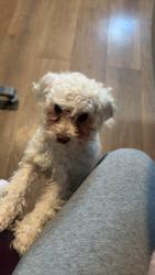 Reunited Male Dog last seen Near West Hallam Ave , Washington, PA 15301