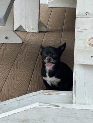 Lost Female Dog last seen Wells Rd, Hahira, GA 31632