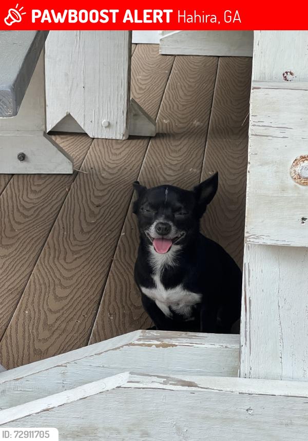 Lost Female Dog last seen Wells Rd, Hahira, GA 31632