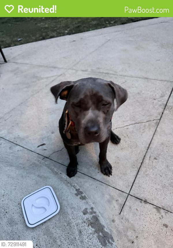 Reunited Female Dog last seen Walnut Grove and Whit Station, Memphis, TN 38120