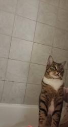 Lost Female Cat last seen Greenlawn cv and crestfield rd, Shelby County, TN 38053
